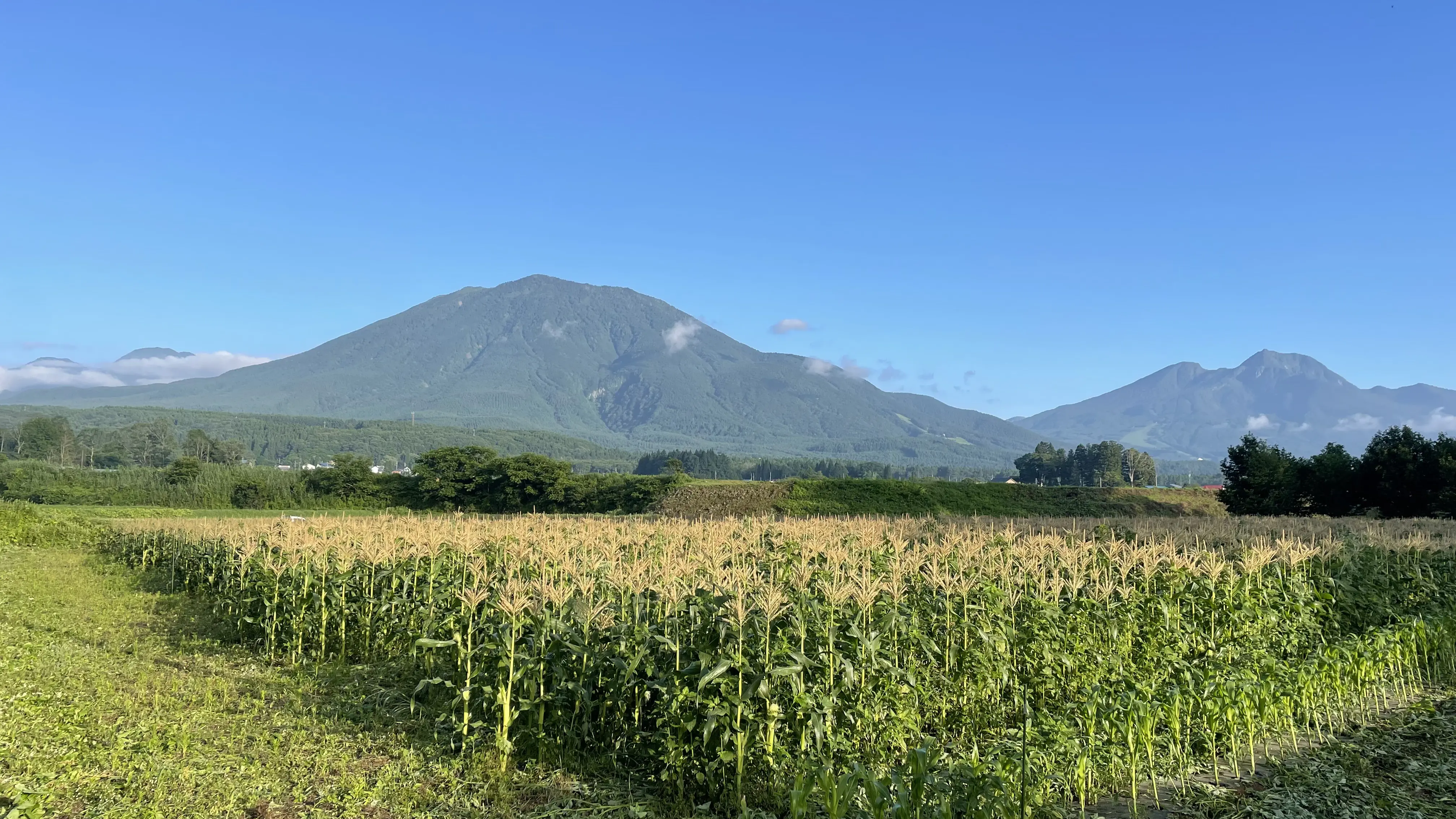 とうもろこし畑の風景